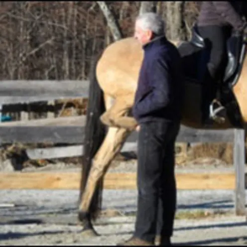 vet stretching horse's leg